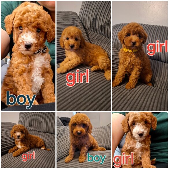 Cockapoo - Both