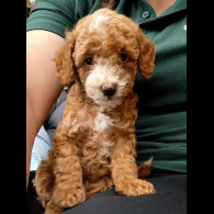Cockapoo - Both
