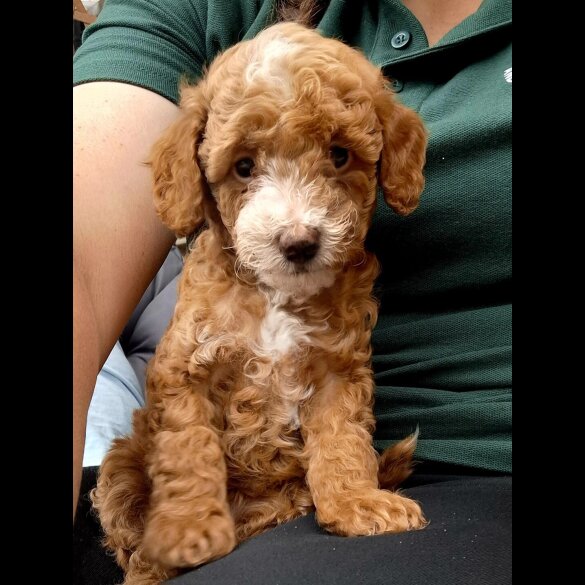 Cockapoo - Both