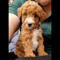 Cockapoo - Both