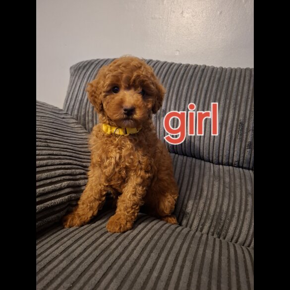 Cockapoo - Both