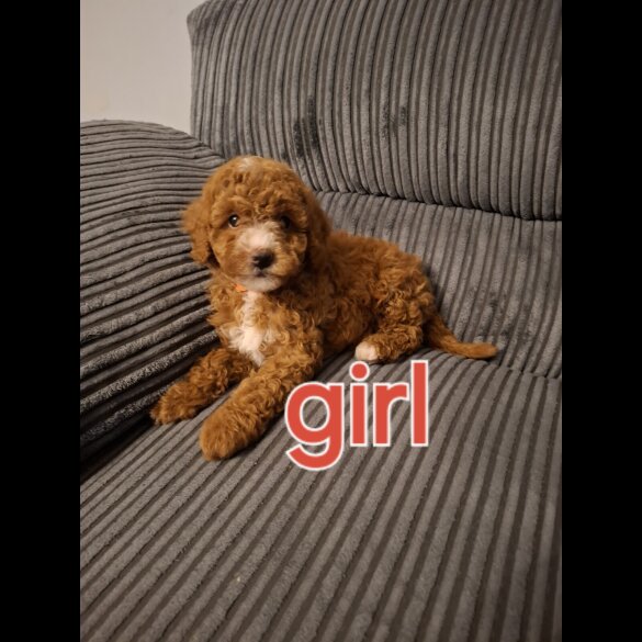 Cockapoo - Both