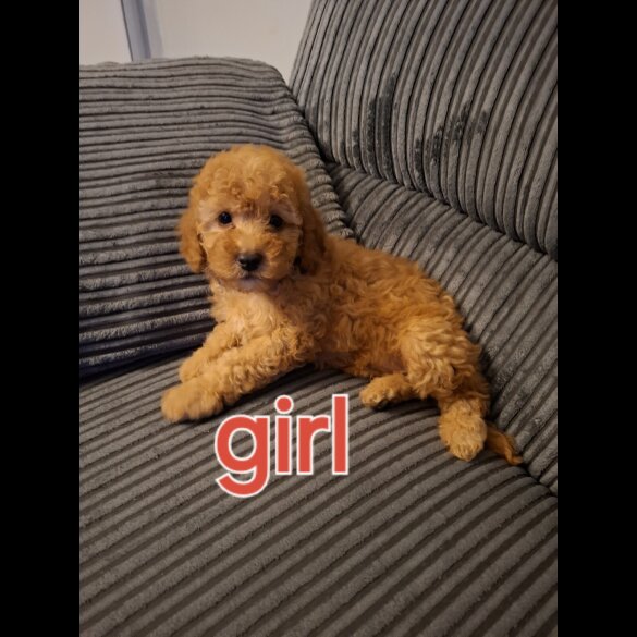 Cockapoo - Both
