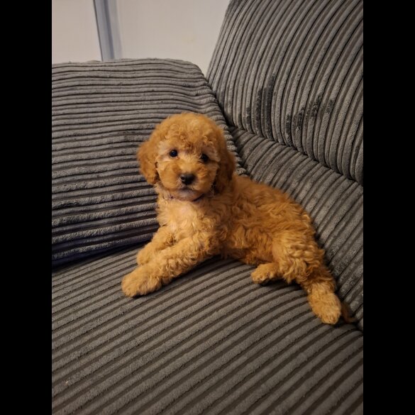 Cockapoo - Both