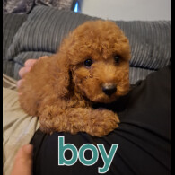 Cockapoo - Both