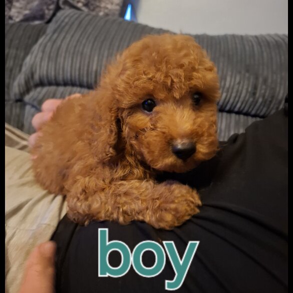 Cockapoo - Both