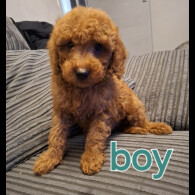 Cockapoo - Both