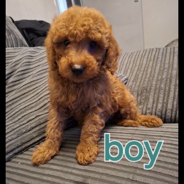 Cockapoo - Both