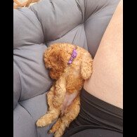 Cockapoo - Both