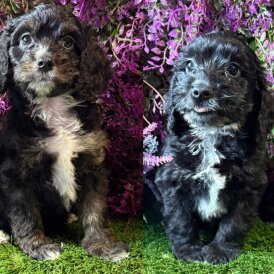 Cockapoo - Both