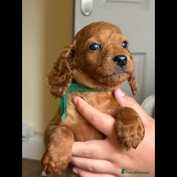 Cockapoo - Both