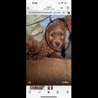 Cockapoo - Dogs