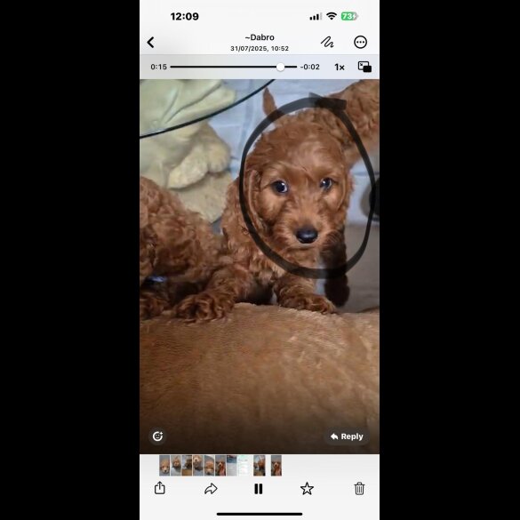Cockapoo - Dogs