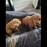 Cockapoo - Dogs