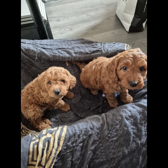 Cockapoo - Dogs
