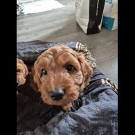 Cockapoo - Dogs