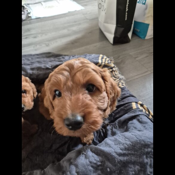 Cockapoo - Dogs