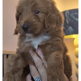 Cockapoo - Both
