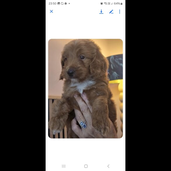 Cockapoo - Both