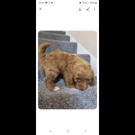 Cockapoo - Both