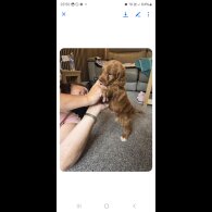 Cockapoo - Both