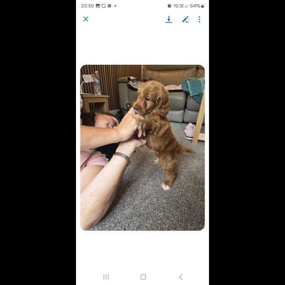 Cockapoo - Both