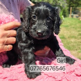 Cockapoo - Both