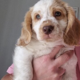 Cockapoo - Both