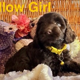 Cockapoo - Both