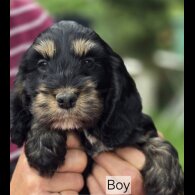 Cockapoo - Both