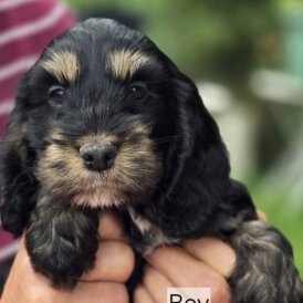 Cockapoo - Both