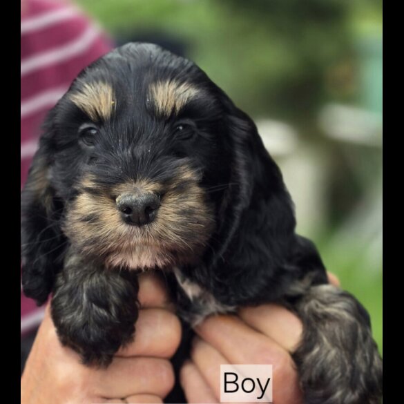 Cockapoo - Both