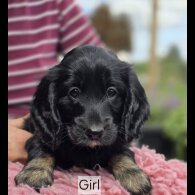 Cockapoo - Both