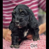 Cockapoo - Both