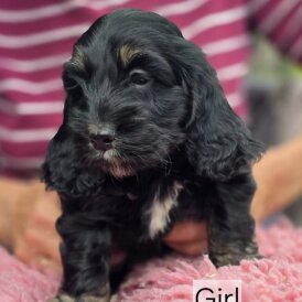 Cockapoo - Both