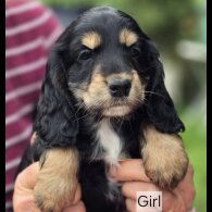 Cockapoo - Both