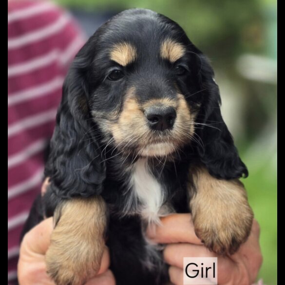 Cockapoo - Both