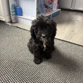 Cockapoo - Both