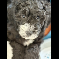 Cockapoo - Both