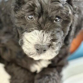 Cockapoo - Both