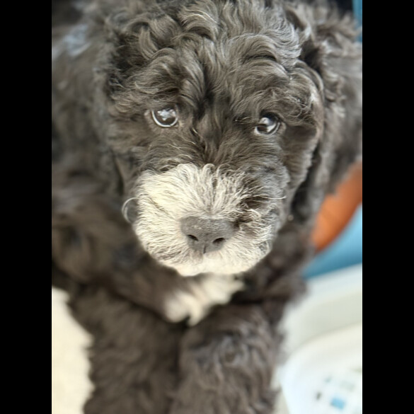 Cockapoo - Both