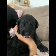 Labradoodle - Both