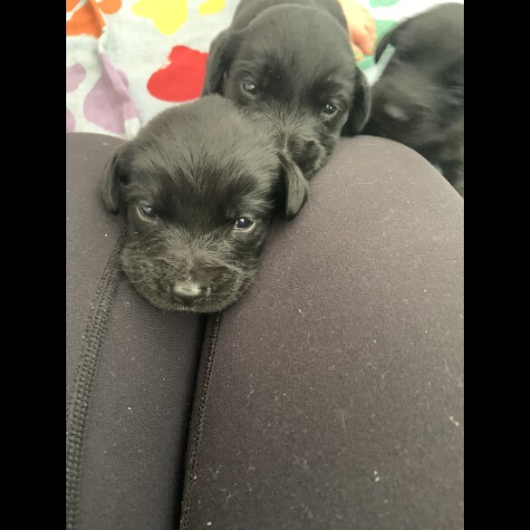 Labradoodle - Both