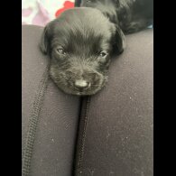 Labradoodle - Both