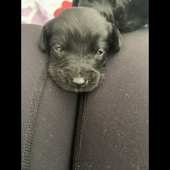 Labradoodle - Both