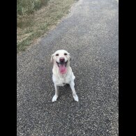 Labradoodle - Both