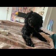 Labradoodle - Both