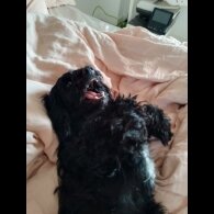 Labradoodle - Both
