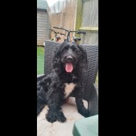 Labradoodle - Both