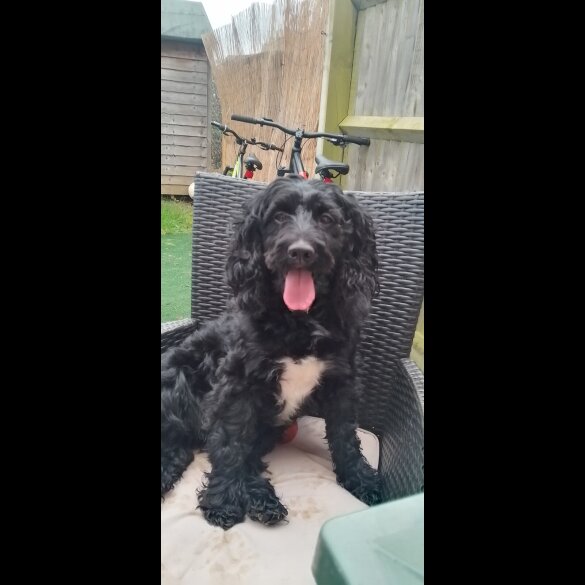 Labradoodle - Both